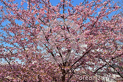 Sakura blossom in Japan Stock Photo